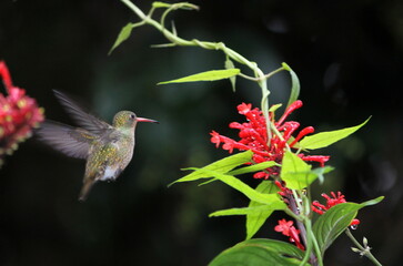 Hummingbird and Flower