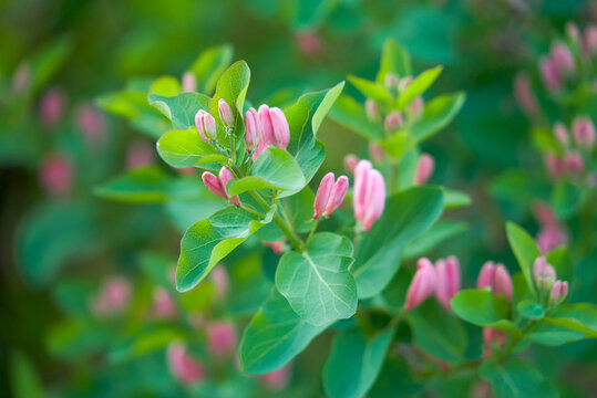 Pink Honeysuckle Flowers Close Up