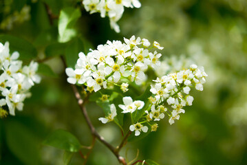 The bird-cherry tree blooms with white flowers