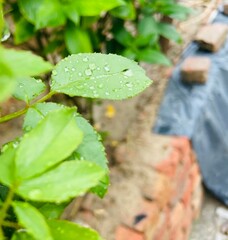 rain drops on a leaf