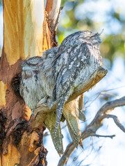 A Trio of Tawny Frogmouths