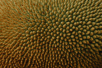 Rough Green texture, Close up of young jackfruit, Tropical fruit