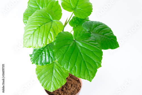 明るい綺麗な観葉植物 フィカス ウンベラータ 白背景 Wall Mural 建太 阿部