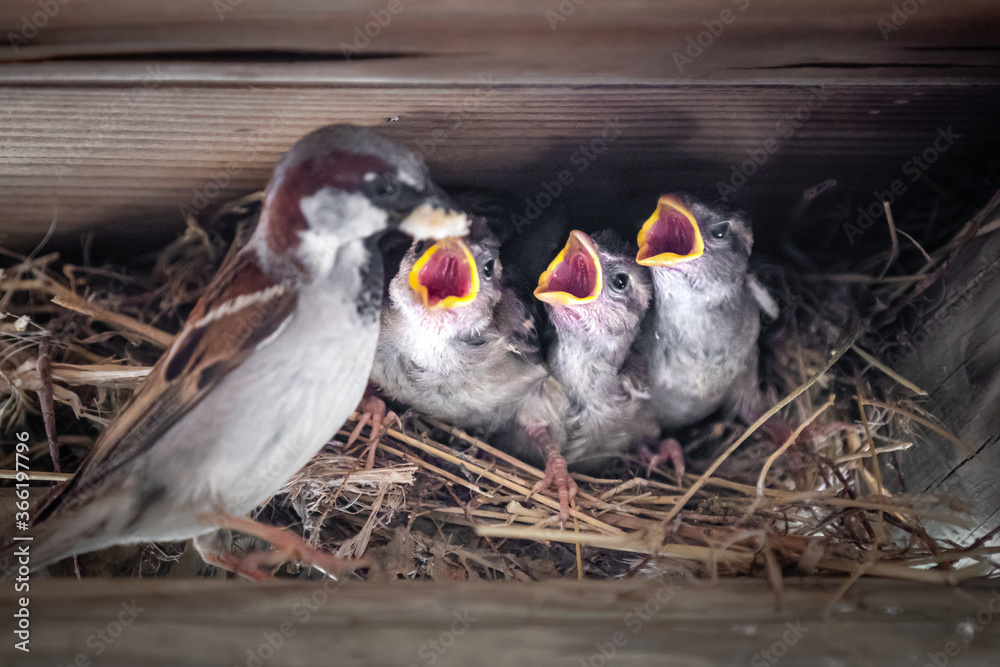 Wall mural Close up of a nest with a sparrow is feeding its three chicks