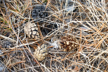 Pine cone on forest ground, close-up cones on forest floor