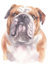 Fototapeta premium Water colour painting of Bulldog