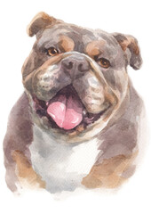 Water colour painting of Bulldog