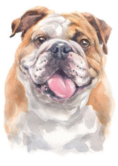 Water colour painting of Bulldog