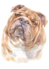 Water colour painting of Bulldog