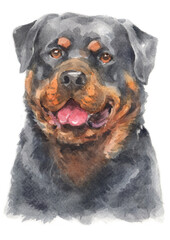 Fototapeta premium Water colour painting of Rottweiler dog