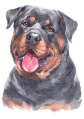 Water colour painting of Rottweiler dog