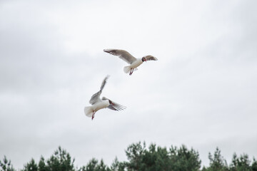 Möwen in der Luft 