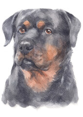 Obraz premium Water colour painting of Rottweiler dog