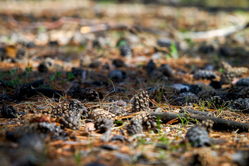 Pine cone on forest floor in autumn with yellow leaves