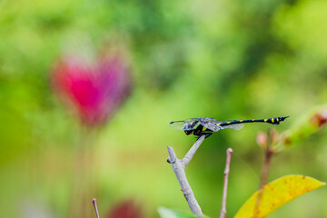 Dragonfly on a branch