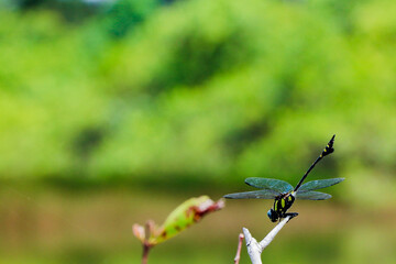 Dragonfly on a branch