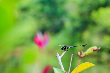 Dragonfly on a branch