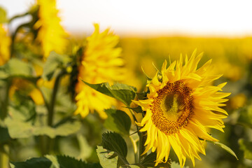 Close up of a sunflower in full bloom, against a field of sunflowers at sunset