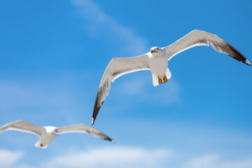 Close up of two seagulls gliding close to each other, against a blue sky with sparse clouds