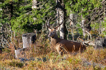 Beautiful forest landscape  in Autumn with beautiful red deer stag