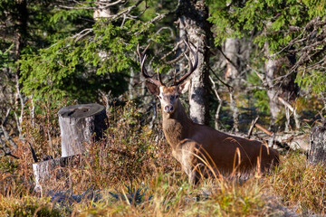 Beautiful forest landscape  in Autumn with beautiful red deer stag