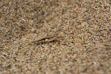 Mottled sand grasshopper very well camouflaged in sand. Macro photography