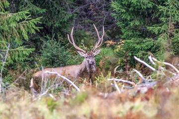 Majestic red deer ( cervus elaphus) stag cervus elaphus bellowing in spruce forest during rut...