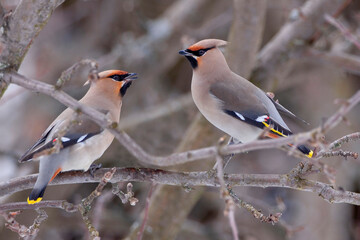 The Bohemian waxwing (Bombycilla garrulus)  is an irregular winter visitor from the far North