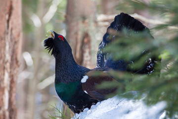Capercaillie, Tetrao urogallus, rare bird male in snowy forest. Sunny singing of a big black bird....
