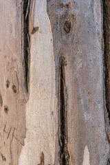 close up of tree bark texture, background