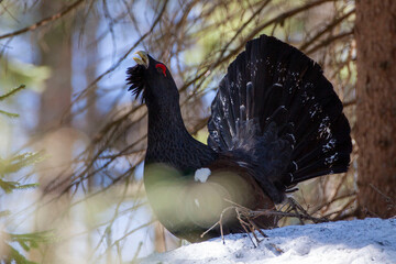 Capercaillie, Tetrao urogallus, rare bird male in snowy forest. Sunny singing of a big black bird....