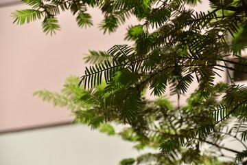 Obraz premium メタセコイア