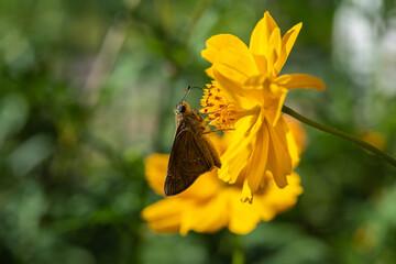 Butterfly on yellow cosmos flower blooming in the garden.
