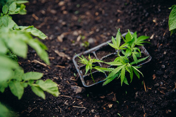 Plant transplant farmer, hemp cannabis sprout is transplanted from pot into greenhouse