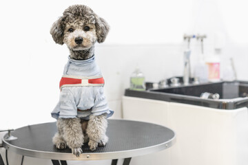 A poodle is sitting on a platform waiting for bath