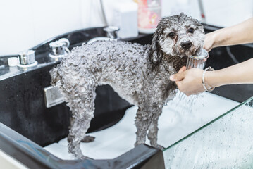 a toy poodle dog is taking shower in a bathtub