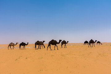 Camels eating grass in desert