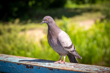 Gray dove on a metal fence in sunny weather on a blurred background