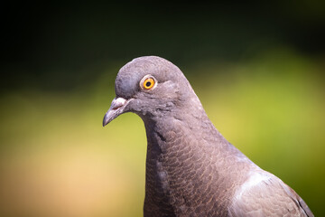 Portrait of a gray dove in sunny weather on a blurred background