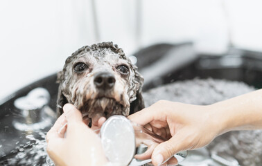 a toy poodle dog is taking shower in a bathtub