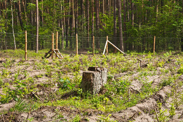 Field of young forest seedlings fenced grid