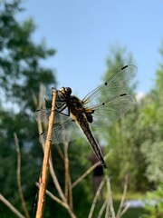 dragonfly on a branch