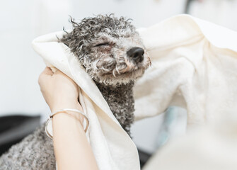 A hand is drying poodle's fur with a towel 