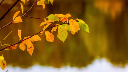 Branch with autumn leaves over the river, which reflects the trees. Autumn view in warm colors