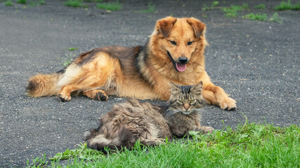 Dog and cat in a good relationship resting in the garden