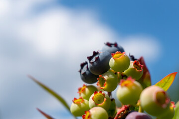 Ripening blueberry in a cluster on a bush