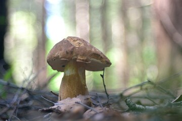 A summer gathering mushrooms, walking in the woods.