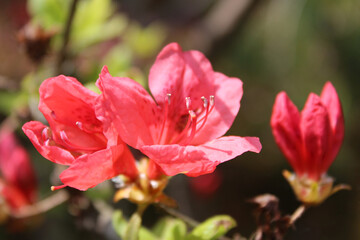 Red Azalea with the sunlight at Kyoto, Japan