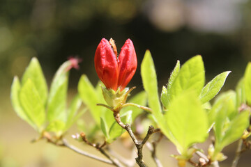 Red Azalea with the sunlight at Kyoto, Japan