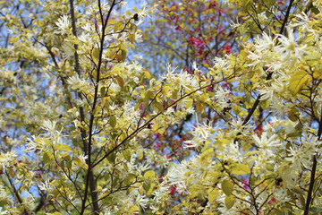 Milky white and purple witch hazel blossom during spring in Kyoto, Japan